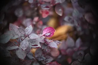 Simplex Ampro Ltd 2.5cala (63.5mm) f1.8 16mm (DIY) - 00002244.webp