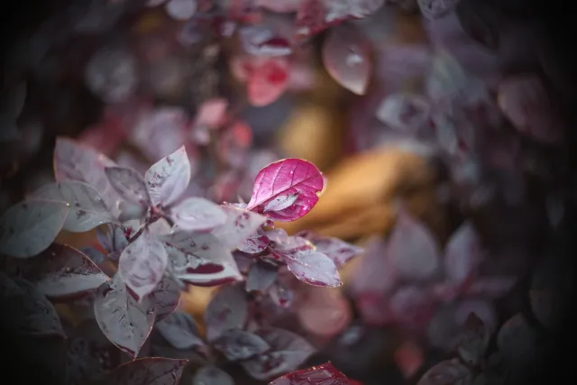 Simplex Ampro Ltd 2.5cala (63.5mm) f1.8 16mm (DIY) - 00002244.webp