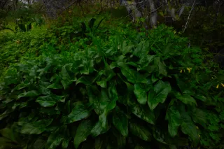 Carl Zeiss Flektogon f4 20mm (m42).md - 00004501.webp