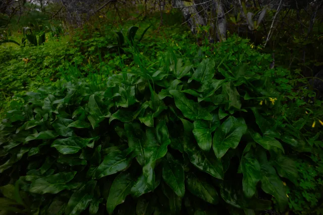 Carl Zeiss Flektogon f4 20mm (m42).md - 00004501.webp