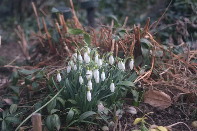 Olympus OM-System S Zuiko Auto-Zoom 28-48mm f4 (Olympus OM) - 00004993.webp