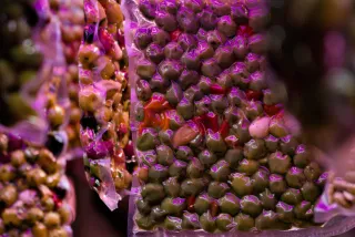 Tamron 28-300mm F3.5-6.3 (EF) - 00000577.webp