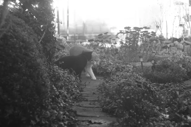 PZO Janpol Color 80mm f5.6 (M42) - 00001930.webp