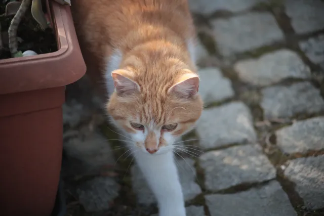 Formula 5 Gold Crown Macro Zoom 60-150mm f4 MC (M42) - 00005012.webp