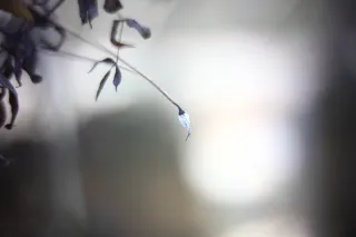 KOWA SUPER PROMINAR-16 50mm f1.2 Eiki 16mm (DIY) - 00001966.webp