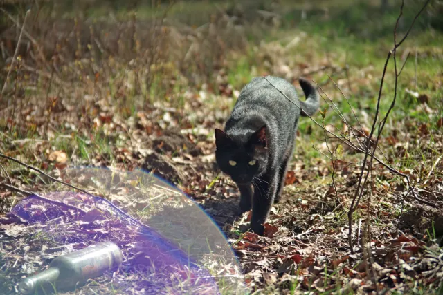 Vivitar Series 1 28-105mm f2.8-3.8 VMC Macro (Olympus OM) - 00005521.webp