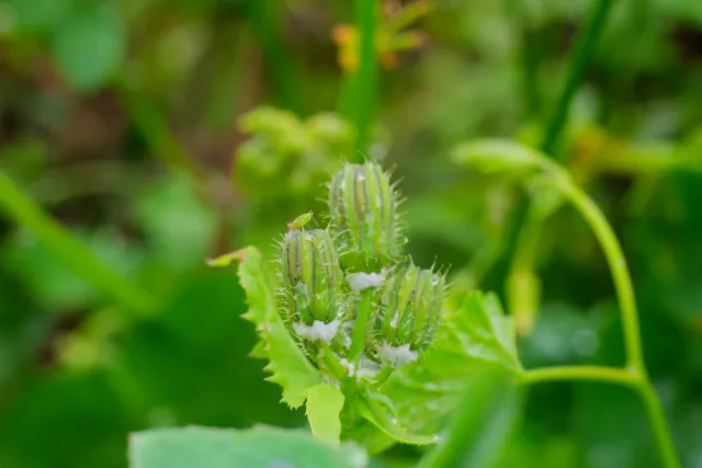 Carl Zeiss Jena DDR Pancolar Electric 50mm f1.8 (M42) - 00004487.webp