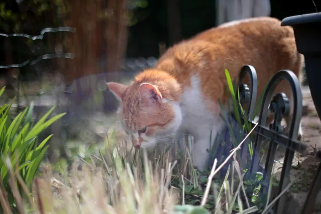 Canon FD 50mm f1.4 SSC (FD) - 00005608.webp