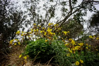 Carl Zeiss Flektogon f4 20mm (m42).md - 00004453.webp