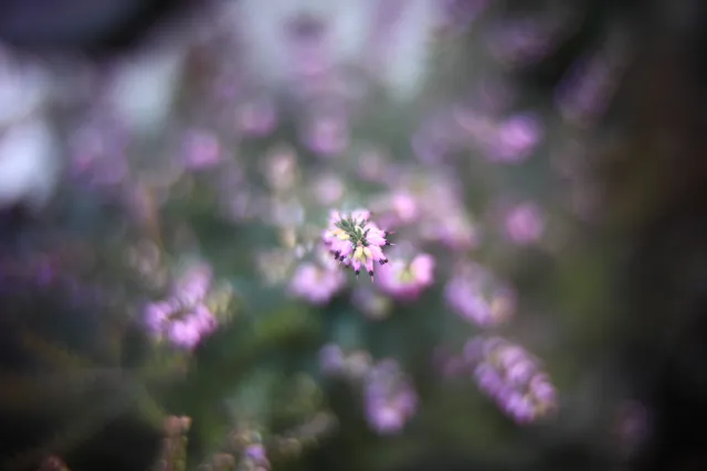 KOWA SUPER PROMINAR-16 50mm f1.2 Eiki 16mm (DIY) - 00002018.webp