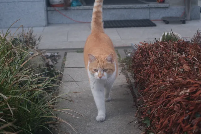 Olympus OM-System S Zuiko Auto-Zoom 28-48mm f4 (Olympus OM) - 00004994.webp