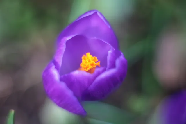 Helios 44-2 (M42) - 00005121.webp