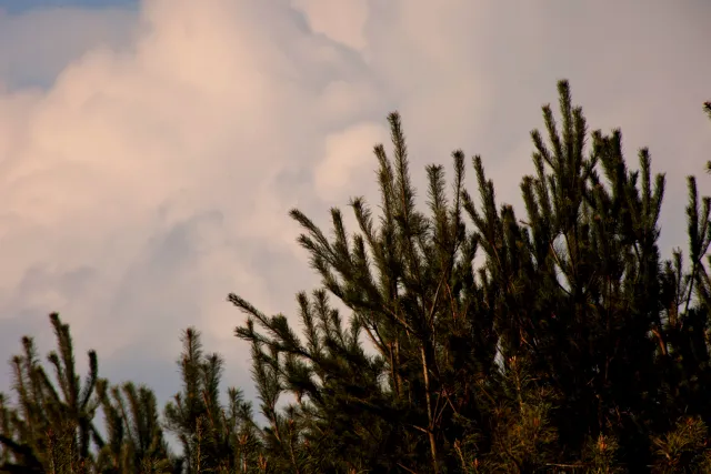 Spiratone Plura-Coat SharpShooter-S 400mm f6.3 (T2-M42) - 00005311.webp