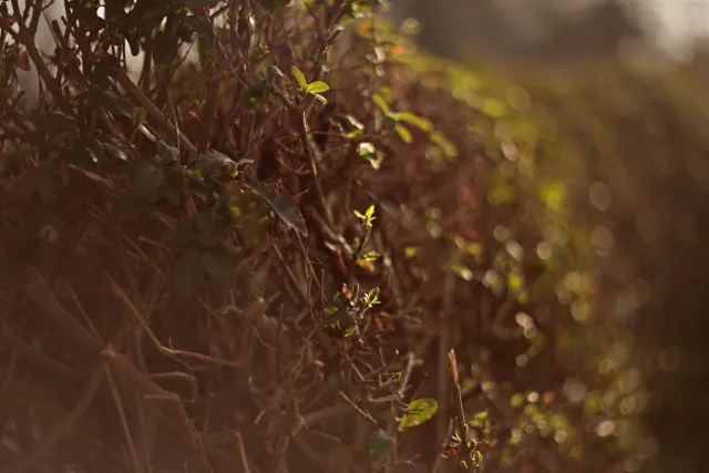 Yashica Lens ML 50mm f1.9 (CY) - 00005393.webp