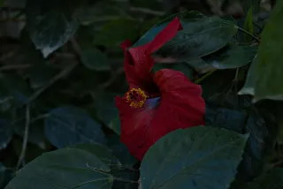 Meyer-Optik Görlitz Primagon 35mm f4.5 (M42) - 00000274.webp