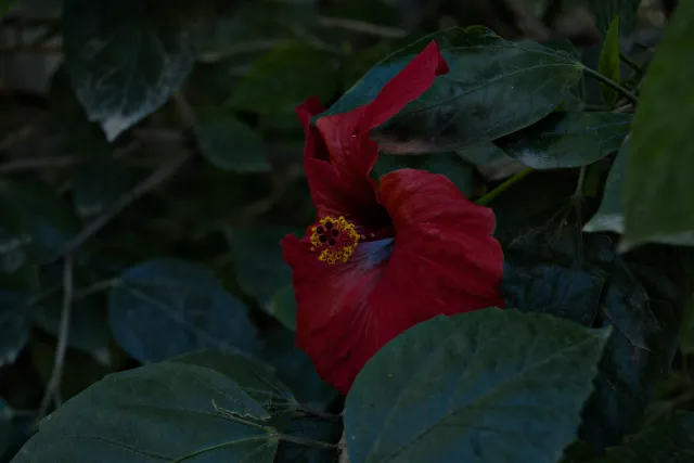 Meyer-Optik Görlitz Primagon 35mm f4.5 (M42) - 00000274.webp