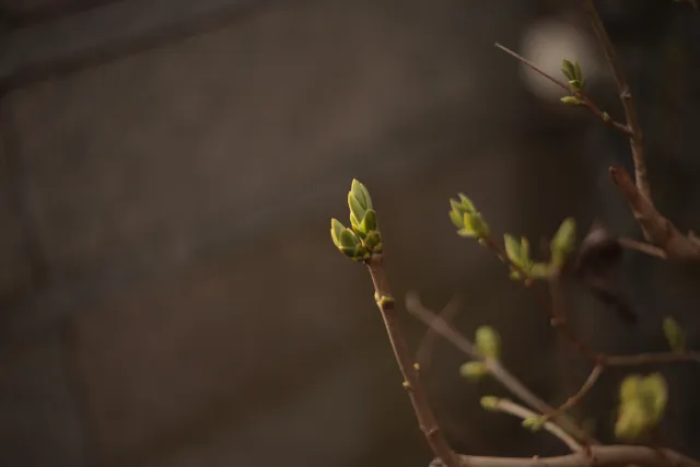 Yashica Lens ML 50mm f1.9 (CY) - 00005395.webp