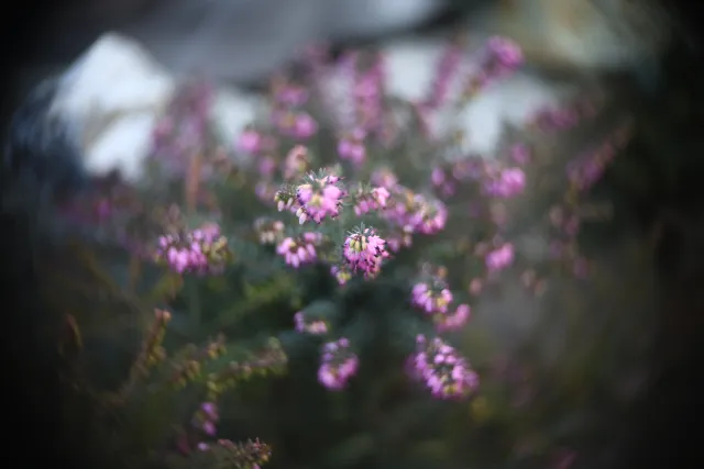 Simplex Ampro Ltd 2.5cala (63.5mm) f1.8 16mm (DIY) - 00002221.webp