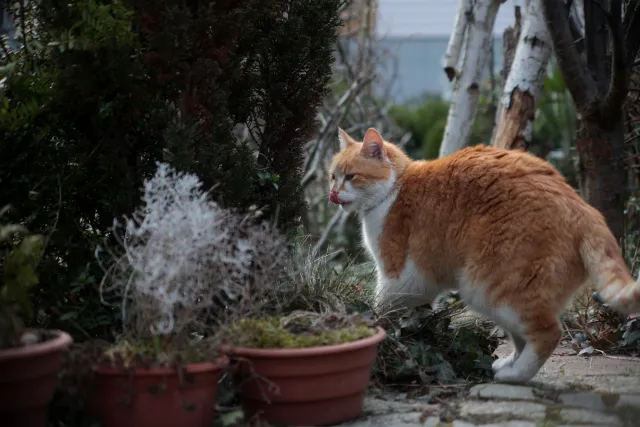 Formula 5 Gold Crown Macro Zoom 60-150mm f4 MC (M42) - 00005015.webp