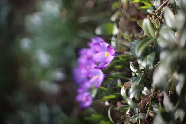 Minolta Rokkor 50mm f1.4 (Minolta MD) - 00005244.webp