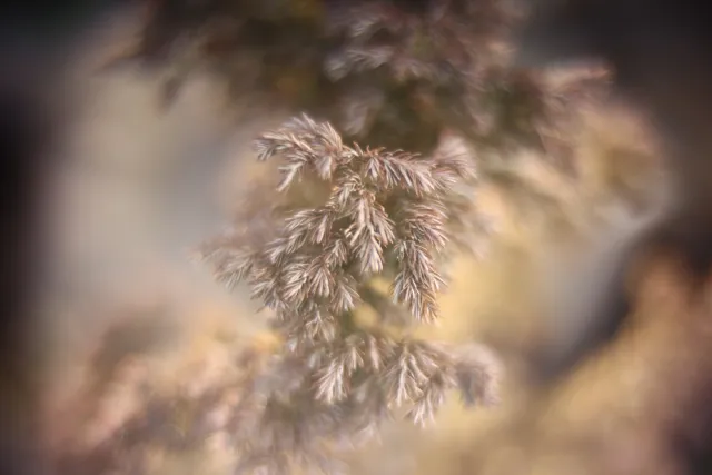 KOWA SUPER PROMINAR-16 50mm f1.2 Eiki 16mm (DIY) - 00002075.webp