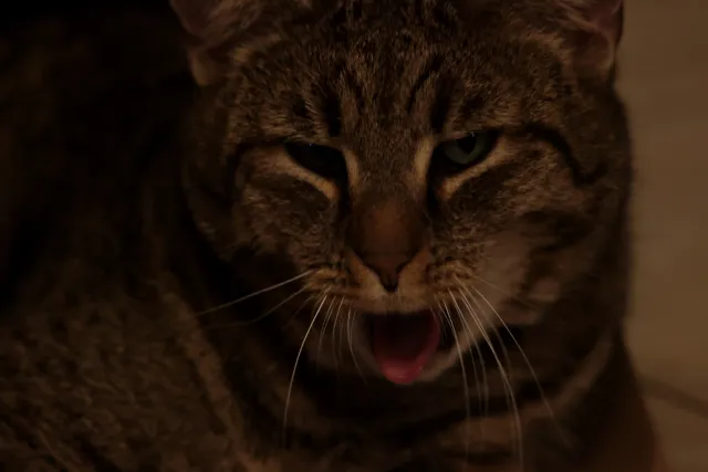 Carl Zeiss Jena DDR S 180mm f2.8 Zebra (M42) - 00004768.webp