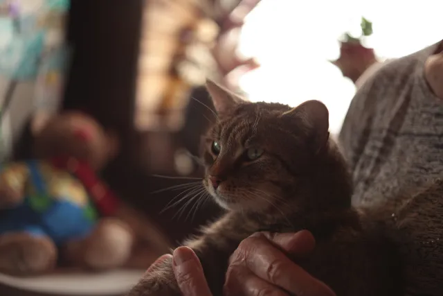 Yashica Lens ML 50mm f1.9 (CY) - 00005380.webp