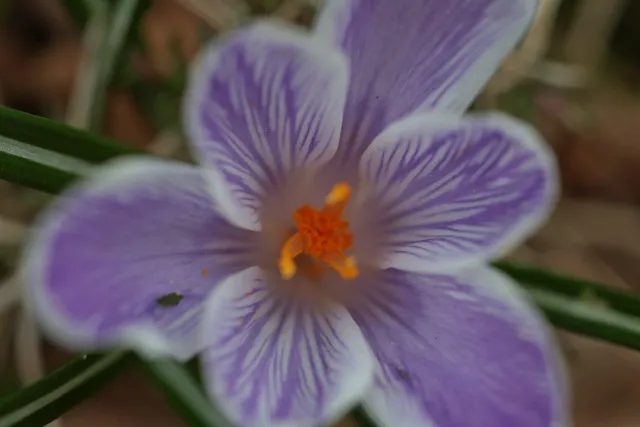 Yashica Lens ML 50mm f1.9 (CY) - 00005360.webp