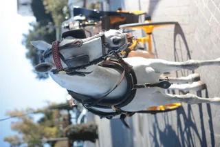 Minolta MC Rokkor-PF 55mm f1.7 (Minolta MCMD) - 00003163.webp