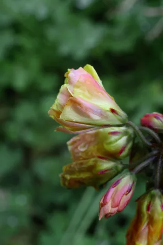 Carl Zeiss Jena DDR Pancolar Electric 50mm f1.8 (M42) - 00004484.webp