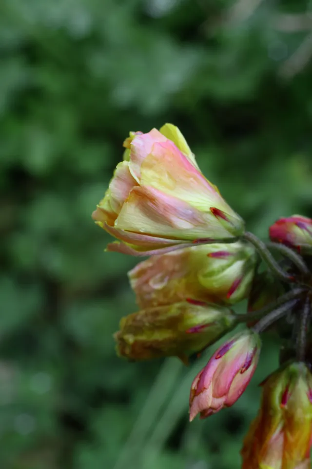 Carl Zeiss Jena DDR Pancolar Electric 50mm f1.8 (M42) - 00004484.webp