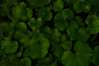 Zenith Helios-77M-4 50mm f1.8 VOMZ (M42) - 00000660.webp