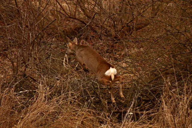 Spiratone Plura-Coat SharpShooter-S 400mm f6.3 (T2-M42) - 00005431.webp