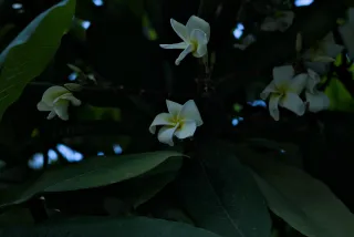 Zenith Helios-77M-4 50mm f1.8 VOMZ (M42) - 00000221.webp