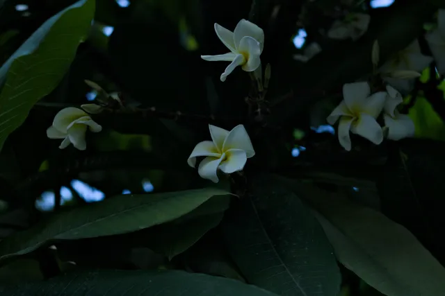 Zenith Helios-77M-4 50mm f1.8 VOMZ (M42) - 00000221.webp