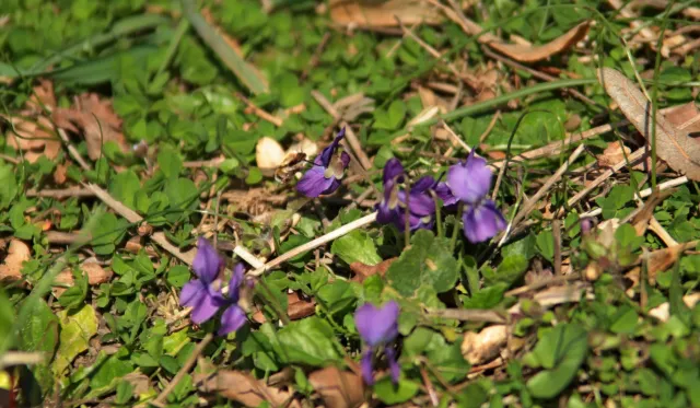 Vivitar Series 1 28-105mm f2.8-3.8 VMC Macro (Olympus OM) - 00005534.webp