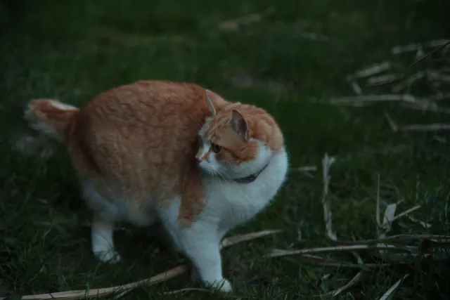 Vivitar 28-85mm f3.5-4.5 MC Macro Focusing Zoom (Olympus OM) - 00005473.webp