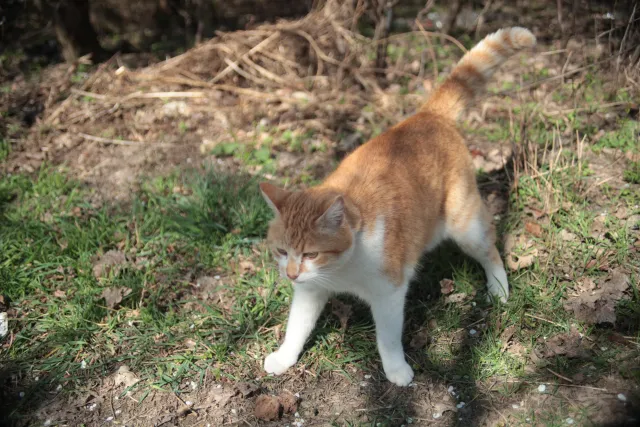 Vivitar Series 1 28-105mm f2.8-3.8 VMC Macro (Olympus OM) - 00005516.webp