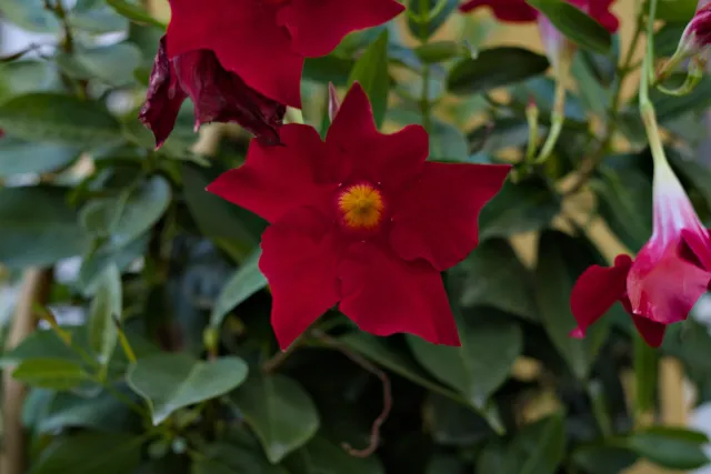 Zenith Helios-77M-4 50mm f1.8 VOMZ (M42) - 00001033.webp