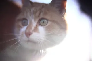 KOWA SUPER PROMINAR-16 50mm f1.2 Eiki 16mm (DIY) - 00002058.webp