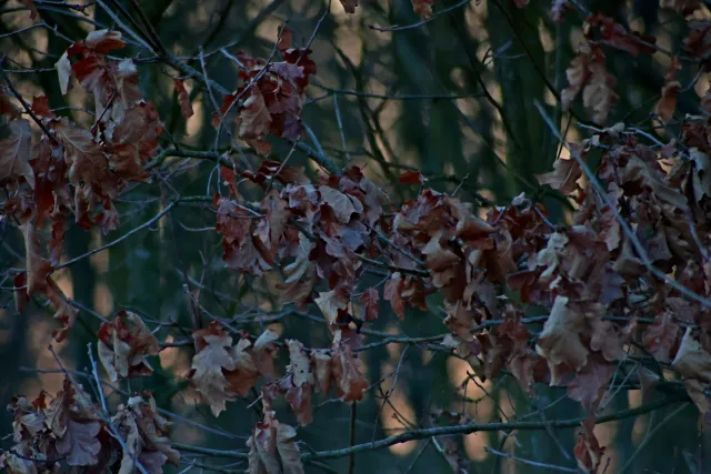 Spiratone Plura-Coat SharpShooter-S 400mm f6.3 (T2-M42) - 00005349.webp