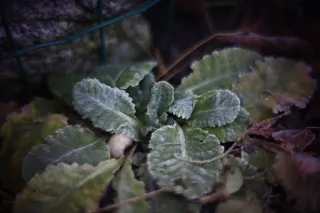 KOWA SUPER PROMINAR-16 50mm f1.2 Eiki 16mm (DIY) - 00001961.webp