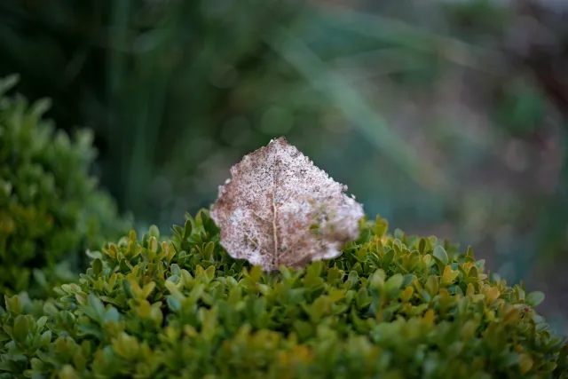 Yashica Lens DSB 55mm f2 (CY) - 00005210.webp