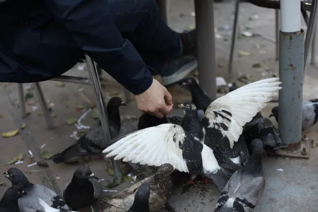 Carl Zeiss Jena DDR Pancolar Electric 50mm f1.8 (M42) - 00003470.webp