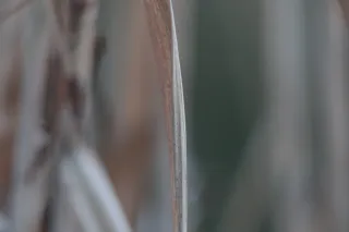 Carl Zeiss Jena DDR S 180mm f2.8 Zebra (M42) - 00004759.webp