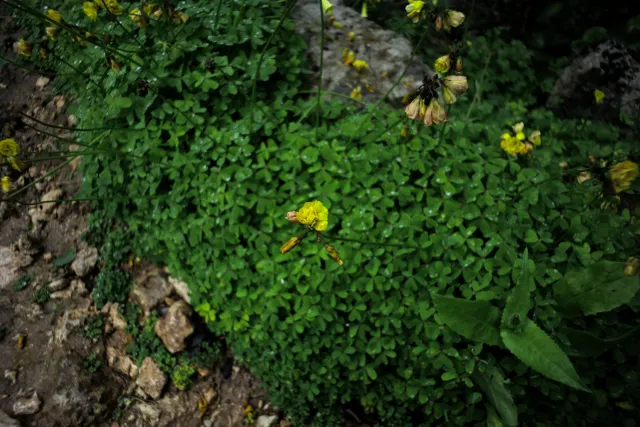 Carl Zeiss Flektogon f4 20mm (m42).md - 00004447.webp