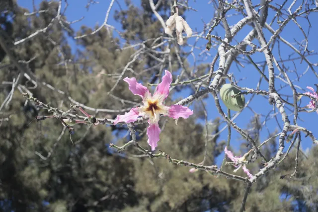 Meyer-Optik Görlitz Primagon 35mm f4.5 (M42) - 00002485.webp