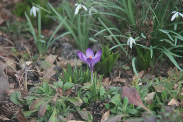 Kiron 35-135mm f3.5-4.5 Macro 1-4 MC (Pentax-K) - 00005062.webp