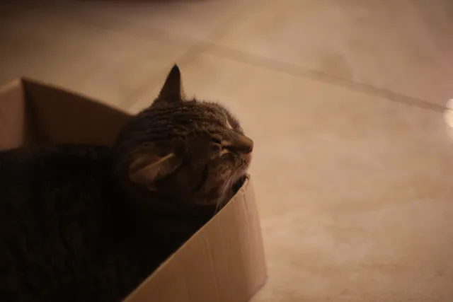 Ricoh Rikenon 50mm f1.4 (Pentax-K) - 00001807.webp