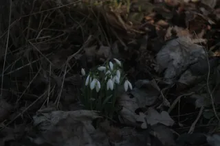 Industar-50 50mm f3.5 (M39) KMZ - Wersja z srebrnym tubusem - 00004838.webp